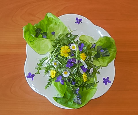 Salat-Teller